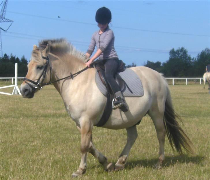 Anden særlig race Fenrik<3 tidl. rideskole* - Fotograf: Melanie Montalban billede 16