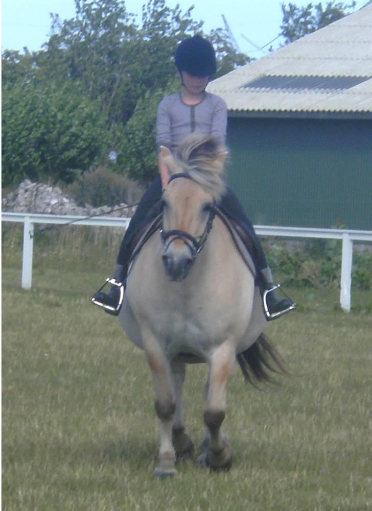 Anden særlig race Fenrik<3 tidl. rideskole* - Fotograf: Melanie Montalban billede 17