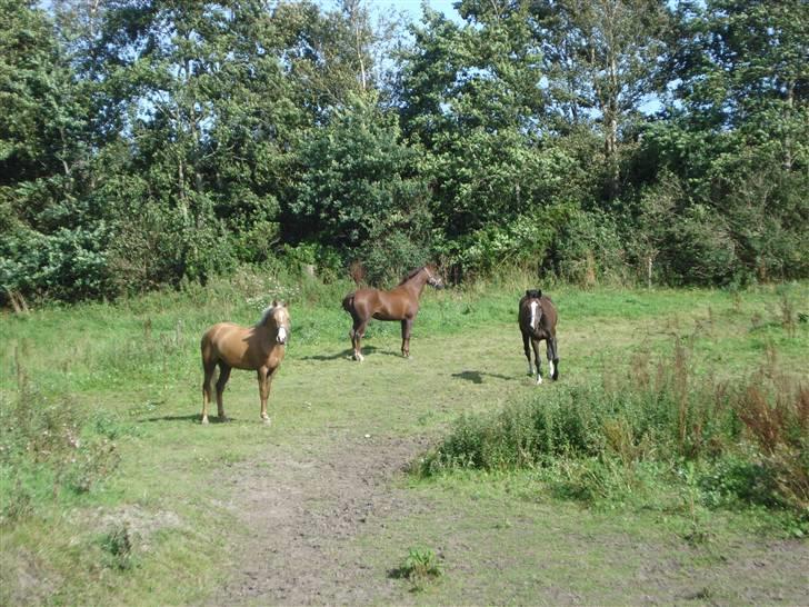 DSP Feminin billede 6