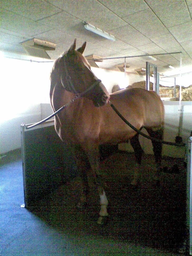 Dansk Varmblod Gaross - gaross i vand spiltovet,  "ih mor, hvorfor skal jeg stå her når mine hopper på folden"  billede 16