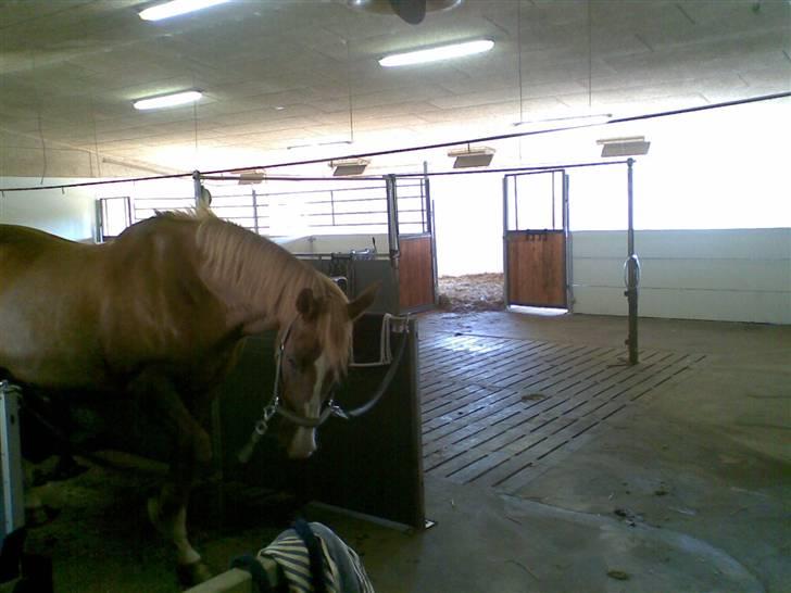 Dansk Varmblod Gaross billede 17