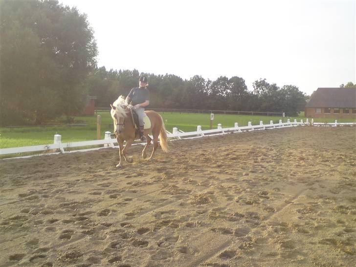 Tyroler Haflinger Fie **SOLGT** billede 5