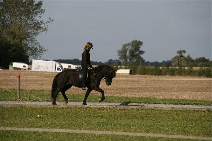 Islænder Ólga fra Hemlu2 R.I.P - #11. nyt blössi stævne 2010 billede 7