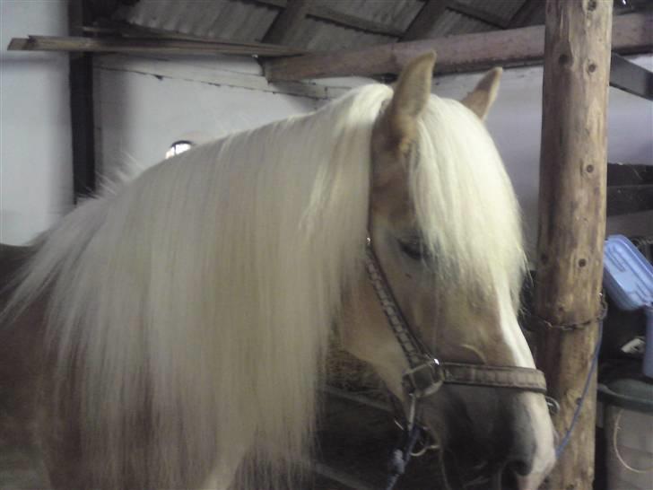 Tyroler Haflinger Fie **SOLGT** billede 11