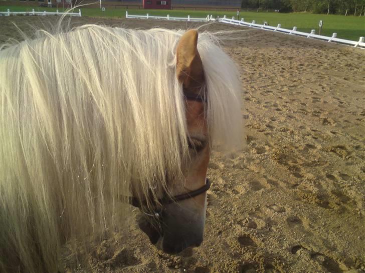 Tyroler Haflinger Fie **SOLGT** billede 13