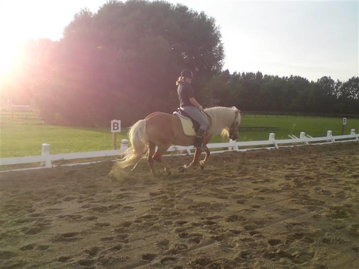 Tyroler Haflinger Fie **SOLGT** billede 19