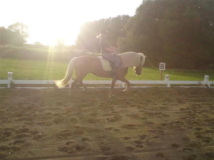 Tyroler Haflinger Fie **SOLGT** billede 20