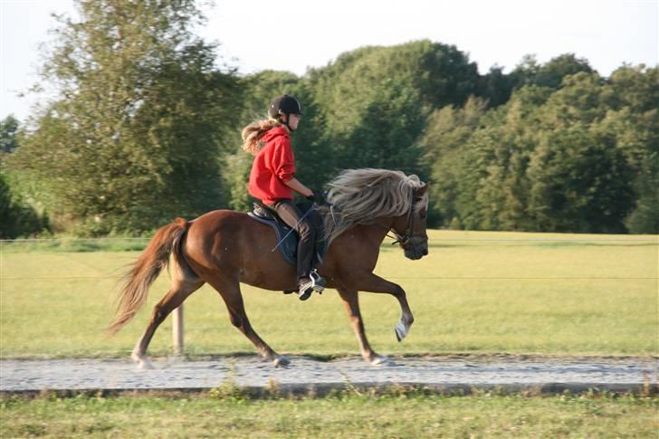 Islænder Vigdís f Skydebanegård R.I.P  - #7. jauh min lækker galop billede 5