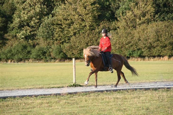 Islænder Vigdís f Skydebanegård R.I.P  - #11. jubii galop billede 8