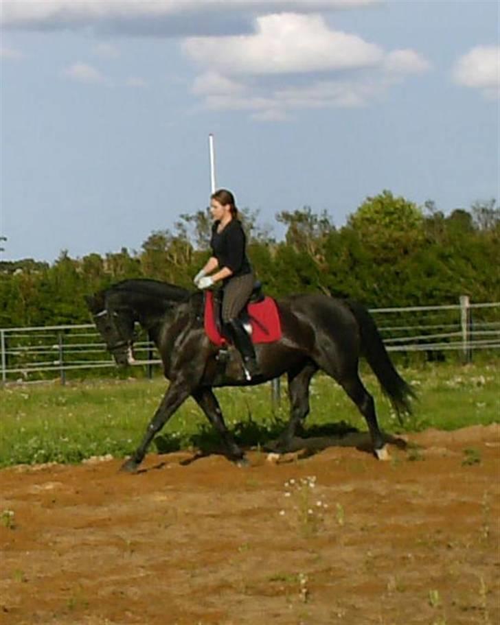 Dansk Varmblod Mata - hari *Savnet* billede 4