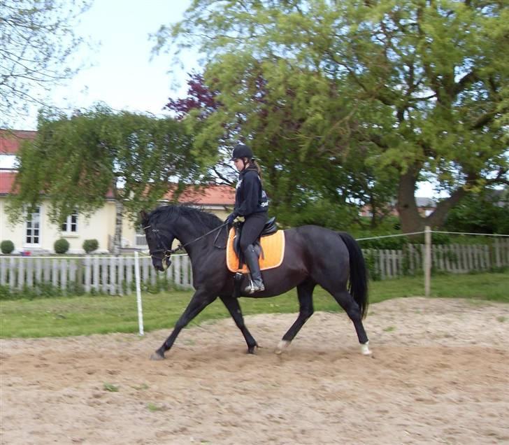 Dansk Varmblod Mata - hari *Savnet* billede 5