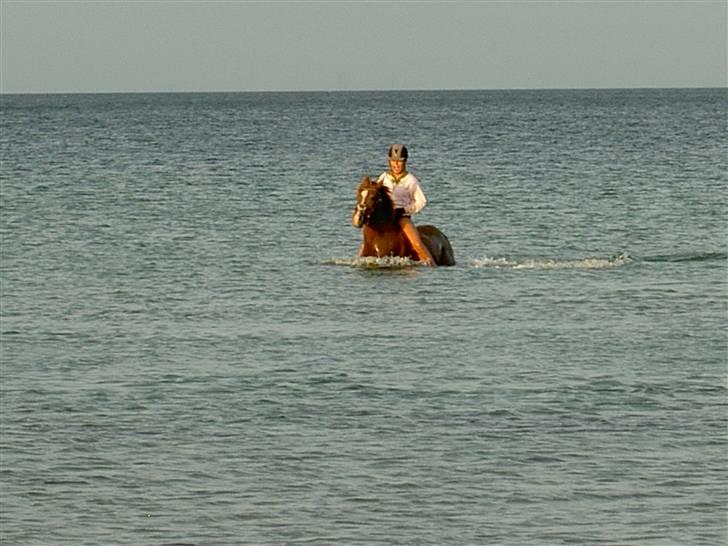 New Forest Elmholts Imits  - jaa,min pony kan svømme(:...og hun elsker det! billede 15