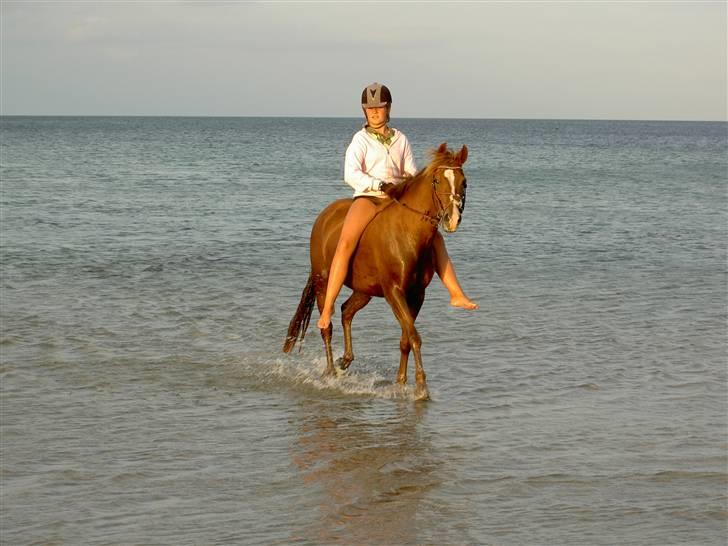 New Forest Elmholts Imits  - elsker dig <33 billede 16