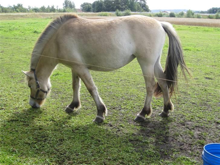 Fjordhest Larsmindes Madeleine billede 7