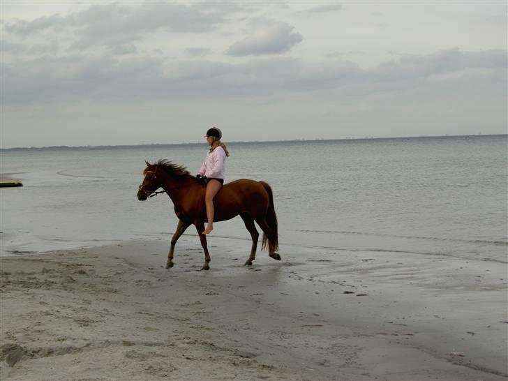 New Forest Elmholts Imits  billede 17