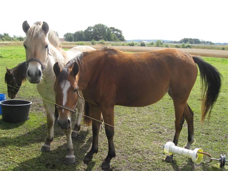 Fjordhest Larsmindes Madeleine billede 8