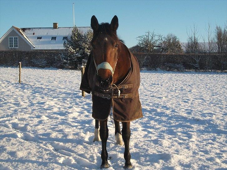 Traver Topper ;-) -  topper græsser!<3Foto: mig¤ billede 3