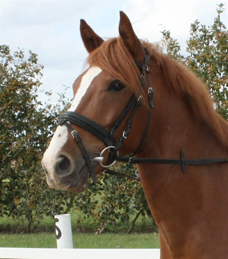 Anden særlig race Gari - Gari :-) billede 1