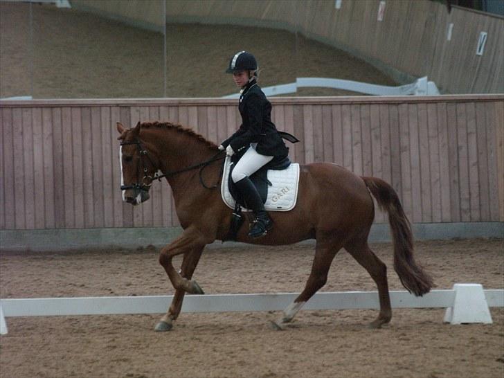 Anden særlig race Gari - stævne på HØJ, fotograf Mie Winding billede 3