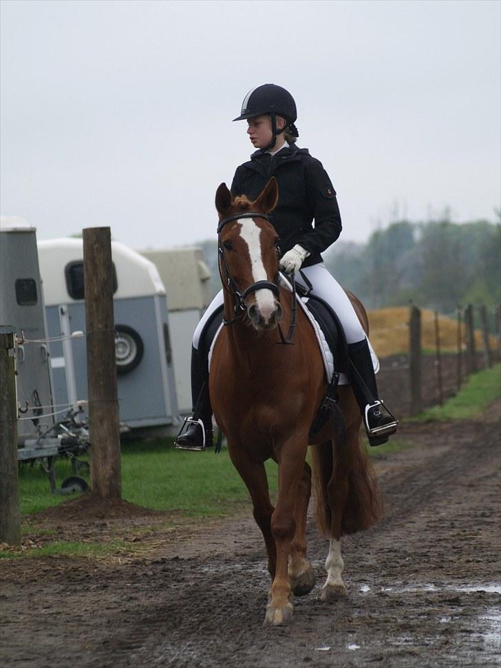 Anden særlig race Gari - stævne på HØJ, fotograf Mie Winding billede 4