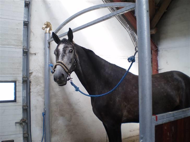 Holstener Egebæks Chantal<3(Corana) - hygge! foto: mig selv billede 6