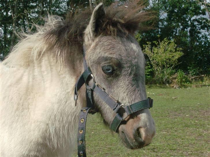 Miniature Blue Eye,,solgt. billede 1