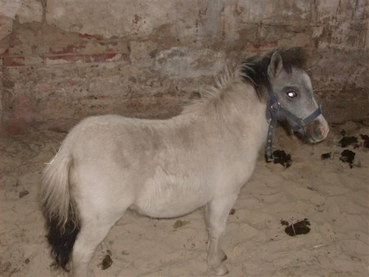 Miniature Blue Eye,,solgt. billede 2