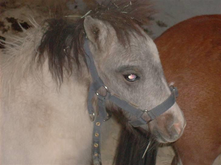 Miniature Blue Eye,,solgt. billede 3