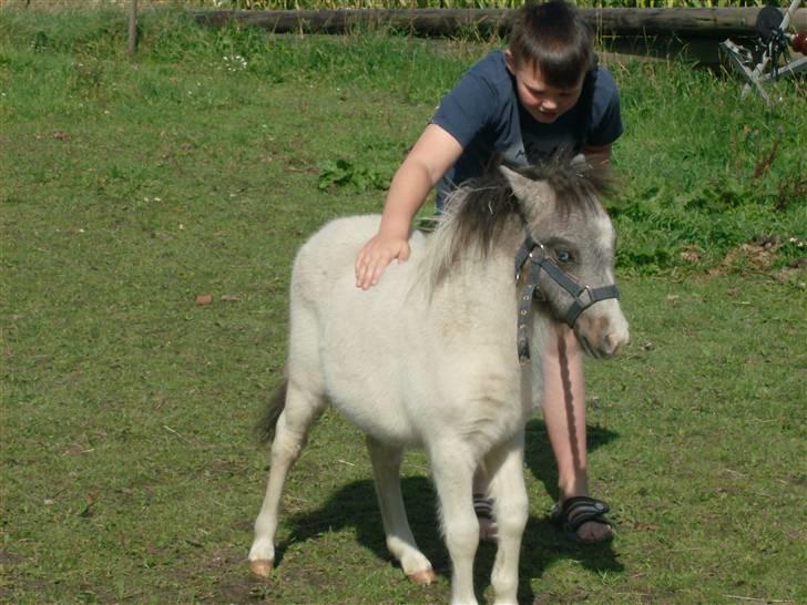 Miniature Blue Eye,,solgt. billede 4