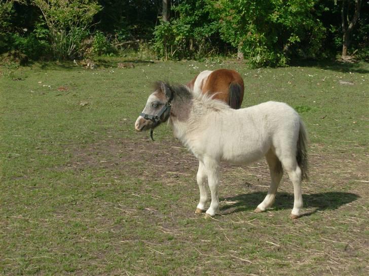 Miniature Blue Eye,,solgt. billede 5