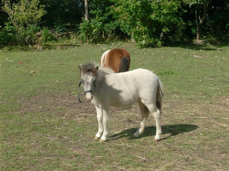 Miniature Blue Eye,,solgt. billede 6