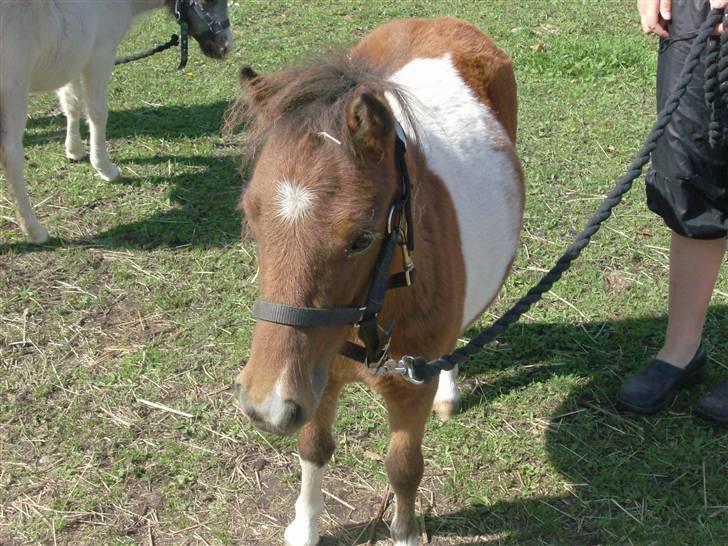 Miniature Yasmin,, solgt. billede 4