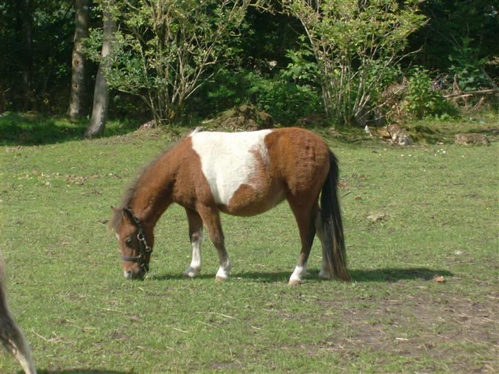 Miniature Yasmin,, solgt. billede 6