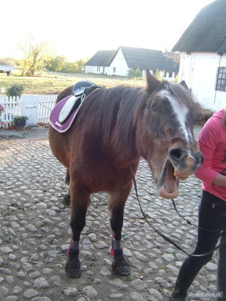 Welsh Pony (sec B) vallhals ballerina billede 19