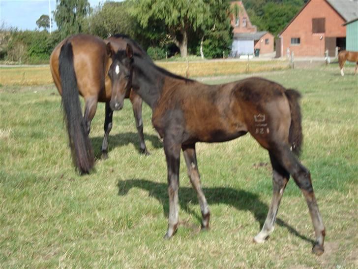 Dansk Varmblod Evita  (Solgt) - 3 mdr. gammel i august 2009. billede 12