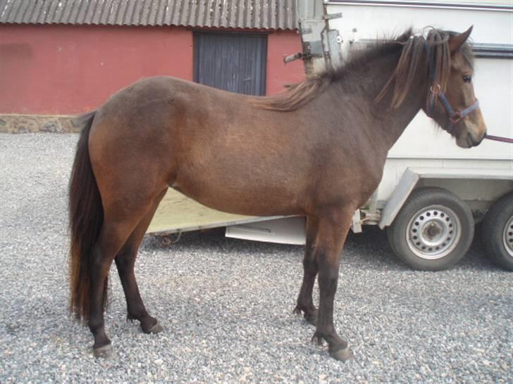 Islænder Ösp fra Vesterheden - 2009 billede 3