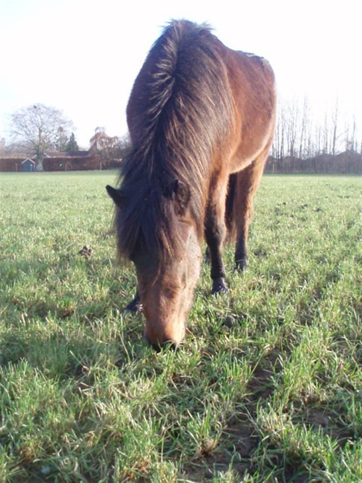 Islænder Ösp fra Vesterheden - 2010 billede 4