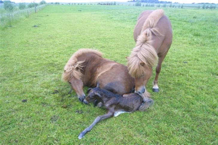 Islænder Ösp fra Vesterheden - 2007 billede 5