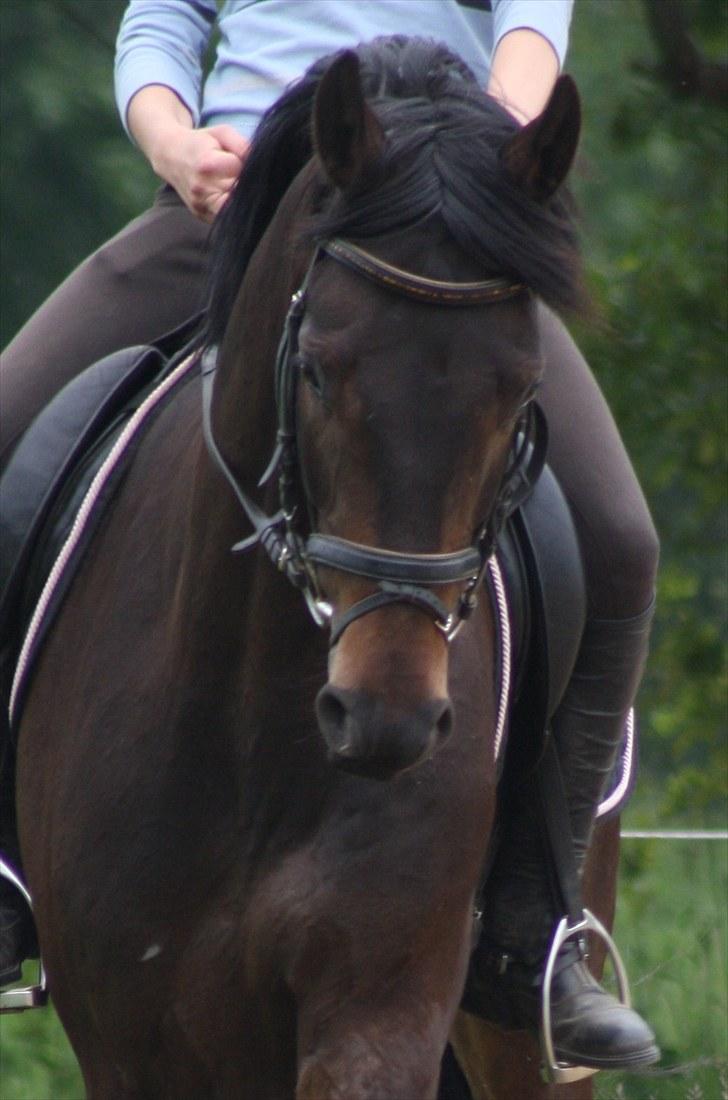 Dansk Varmblod Renoir billede 1