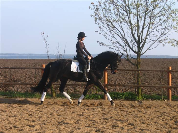 Dansk Varmblod Renoir billede 2