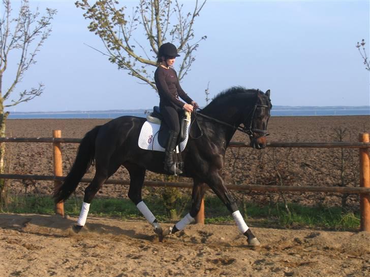 Dansk Varmblod Renoir billede 3