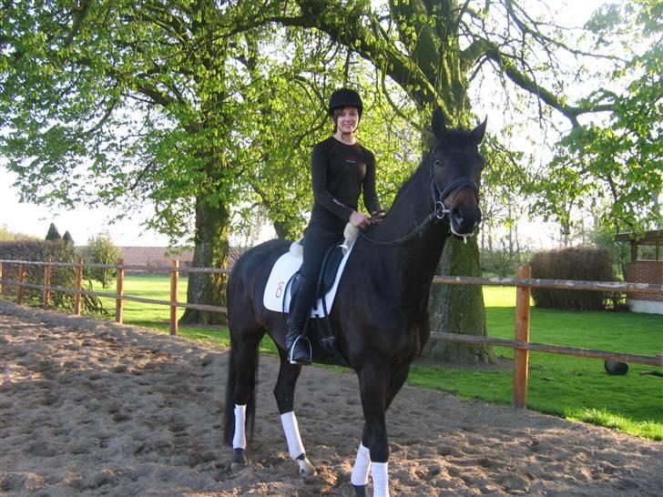 Dansk Varmblod Renoir billede 4