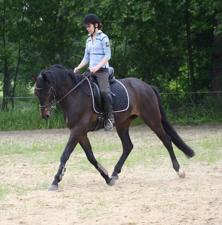 Dansk Varmblod Renoir billede 5