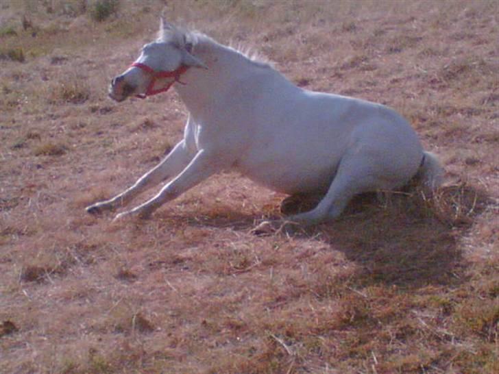 Welsh Pony (sec B) Dundee - (red) solgt! - *6* Efter ridning skal man da have lov til at rulle sig. Elsker sku den pony<3<3. MAN MÅ IKKE KOPIRE MINE BILLEDER!! billede 6