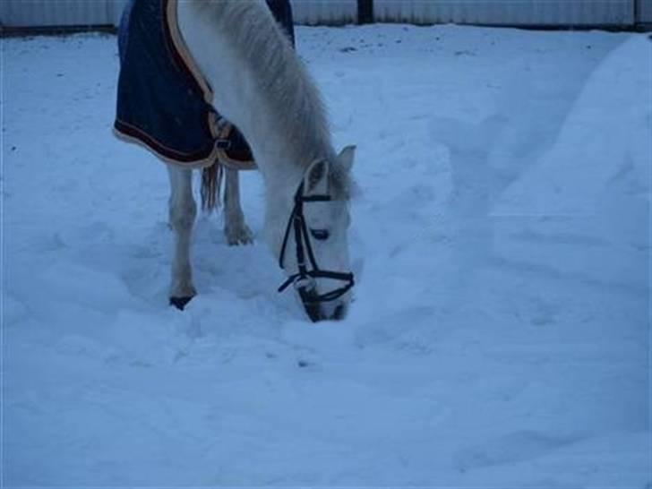 Welsh Pony (sec B) Dundee - (red) solgt! - *7* I LOVE SNOY :)  taget af: clara MAN MÅ IKKE KOPIRE MINE BILLEDER!! billede 7