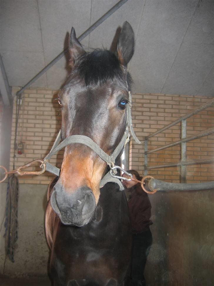 Dansk Varmblod Renoir billede 6