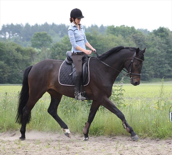 Dansk Varmblod Renoir billede 7