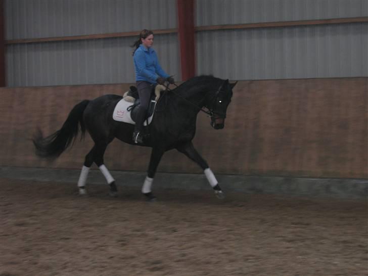 Dansk Varmblod Renoir billede 8