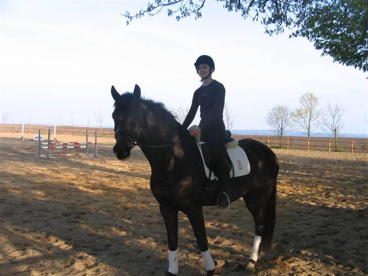 Dansk Varmblod Renoir billede 9