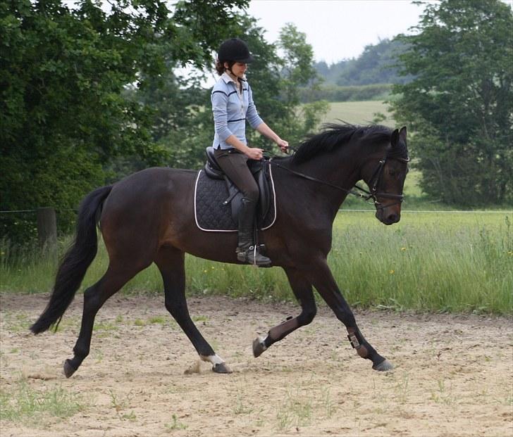 Dansk Varmblod Renoir billede 10